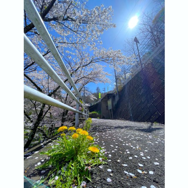 .
お花見は人のいないところでするのが好きな中の人です👣⸒⸒

上田市の桜の名所といえば上田城🌸
土日の昼間は人でごった返すだろうな～と思い、朝7時頃に行きました

のんびり落ち着いて散策するにはちょうど良く、朝の少し冷たい空気と桜がとてもきれいに感じられました😊

早朝のお花見、おすすめです✨️

ーーーーーーーーーーーーーーーーーーー

今日は東御市の現場から！
現地踏査を行いました

これから作業するのにあたって大事な工程のひとつです😌

現場には桜が咲いており、お仕事中に素敵な一時でした！
季節ならではの楽しみですね🌸

ーーーーーーーーーーーーーーーーーーー

新卒・転職　スタッフ募集中！✨
会社説明会・インターンシップ随時開催中！🌟
詳しくはプロフィールのURLをクリック👉

#百年先を創造する

#信州 #長野県 #上田市 #長野県上田市

#土木 #建設業 #建設業を盛り上げよう #測量 #土木スタグラム 
#インフラツーリズム #道路 

#風景写真好きな人と繋がりたい
#キリトリセカイ
#誰かに見せたい景色
#日本の風景
#田舎の風景
#カメラ好きな人と繋がりたい
#アニメチック
#撮るを楽しむ
#誰かの記憶の片隅に
#写真好きな人と繋がりたい
#photo_jpn
#japan_of_insta
#japan_nature_photo